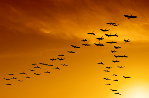 flock of migrating canada geese birds flying at sunset